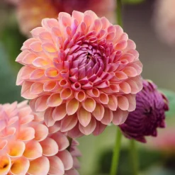 Dahlia ball Jowey Winnie - Des pompons parfaits tout l'été