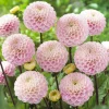 Dahlia ball Wizard of Oz - Des pompons roses tout l'été