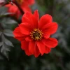 Dahlia Bishop of Llandaff - Rouge éclatant, feuillage noir