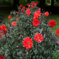 Dahlia Bishop of Llandaff - Rouge éclatant, feuillage noir