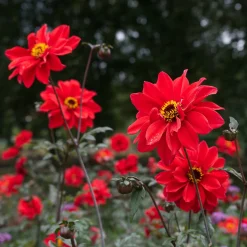Dahlia Bishop of Llandaff - Rouge éclatant, feuillage noir