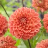 Dahlia Blitzer - Un feu d'orange tout l'été