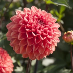 Dahlia Blitzer - Un feu d'orange tout l'été
