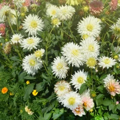 Dahlia cactus My Love - Fleurs étoilées blanc pur