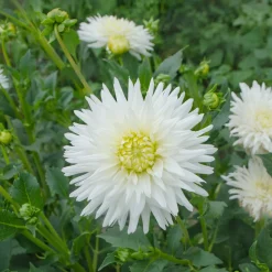 Dahlia cactus My Love - Fleurs étoilées blanc pur
