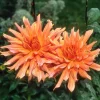 Dahlia cactus Omega - Des fleurs XXL tout l'été