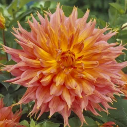 Dahlia cactus Omega - Des fleurs XXL tout l'été