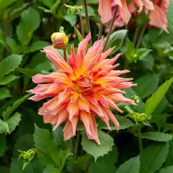 Dahlia cactus Omega - Des fleurs XXL tout l'été