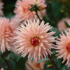 Dahlia cactus Préférence - Grosses fleurs saumon tout l'été