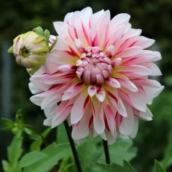 Dahlia Caribbean Fantasy - Des fleurs bicolores XXL