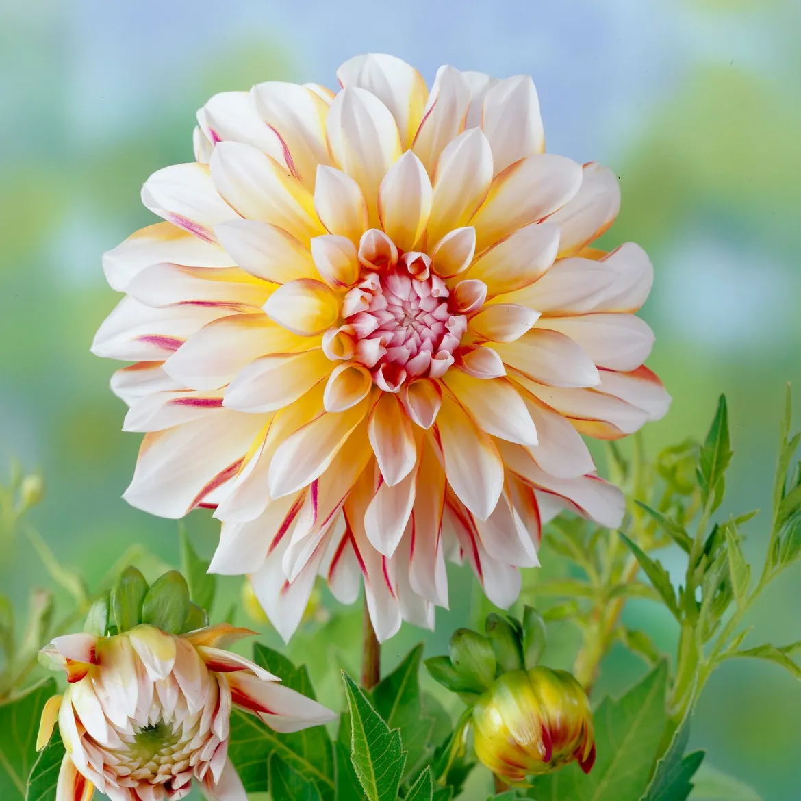 Dahlia Caribbean Fantasy - Des fleurs bicolores XXL