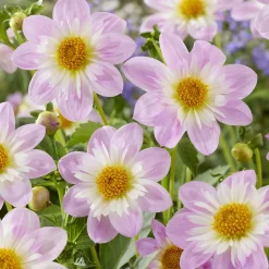 Dahlia collerette Teesbrooke Audrey - Fleurs à collerette rose intense
