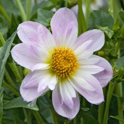 Dahlia collerette Teesbrooke Audrey - Fleurs à collerette rose intense