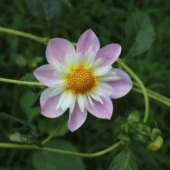 Dahlia collerette Teesbrooke Audrey - Fleurs à collerette rose intense
