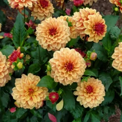 Dahlia Crème de Cognac - Le dahlia couleur caramel