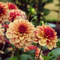 Dahlia Crème de Cognac - Le dahlia couleur caramel