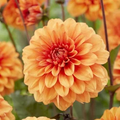 Dahlia David Howard - Orange lumineux tout l'été