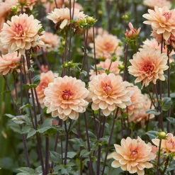 Dahlia décoratif Apricot Desire - Des fleurs abricot tout l'été