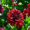 Dahlia décoratif Arabian Night - Le rouge le plus profond