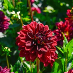 Dahlia décoratif Arabian Night - Le rouge le plus profond