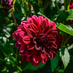 Dahlia décoratif Arabian Night - Le rouge le plus profond