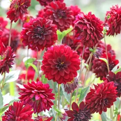 Dahlia décoratif Arabian Night - Le rouge le plus profond