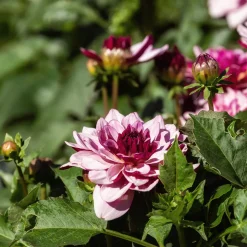 Dahlia décoratif Crème de Cassis - Bicolore, spectaculaire, facile
