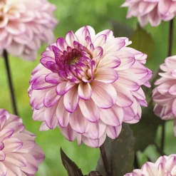 Dahlia décoratif Flashback - Un été de fleurs bicolores