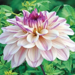 Dahlia décoratif Flashback - Un été de fleurs bicolores