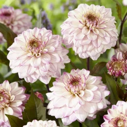 Dahlia décoratif Flashback - Un été de fleurs bicolores