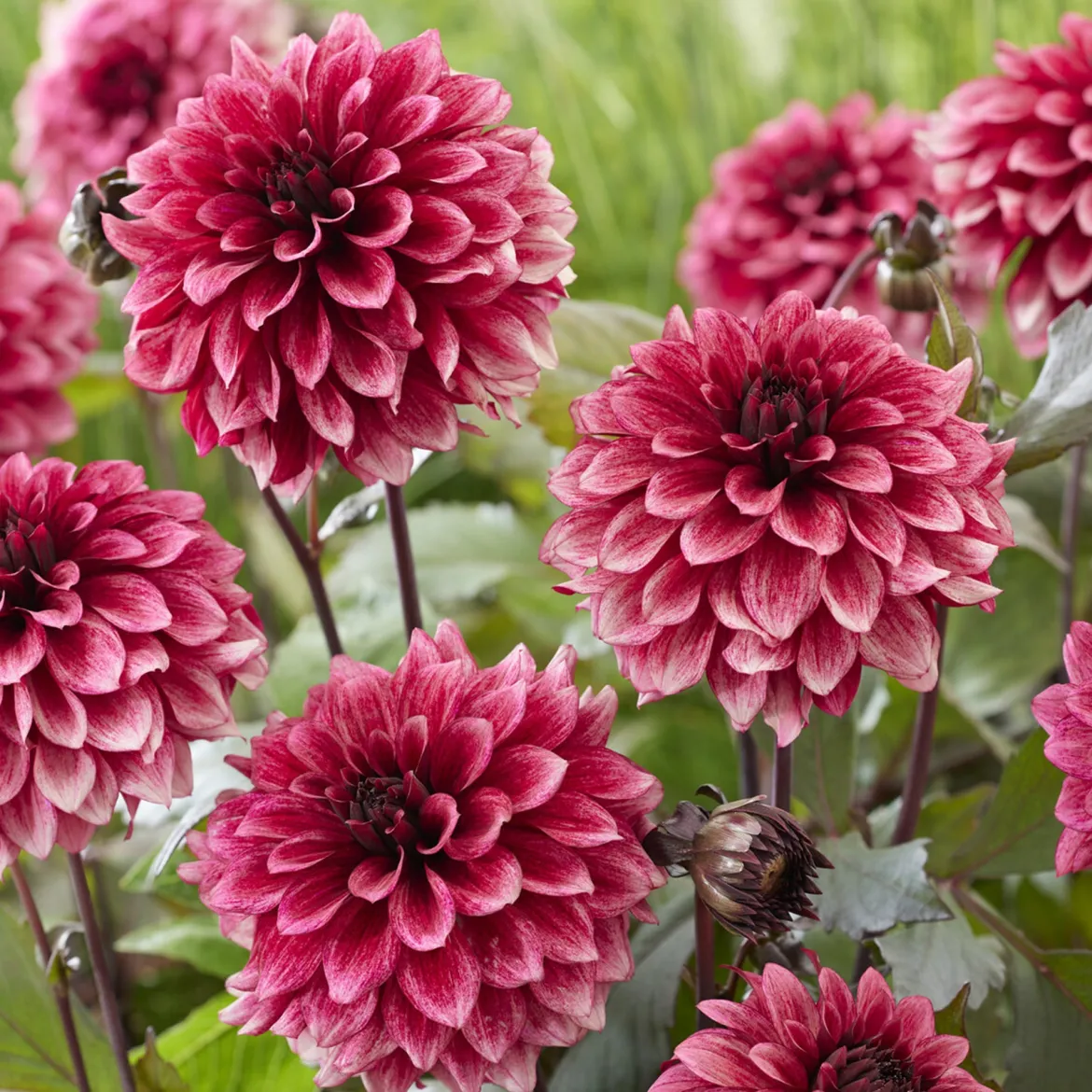 Dahlia décoratif Night Silence - Le dahlia noir spectaculaire
