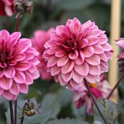 Dahlia décoratif Night Silence - Le dahlia noir spectaculaire