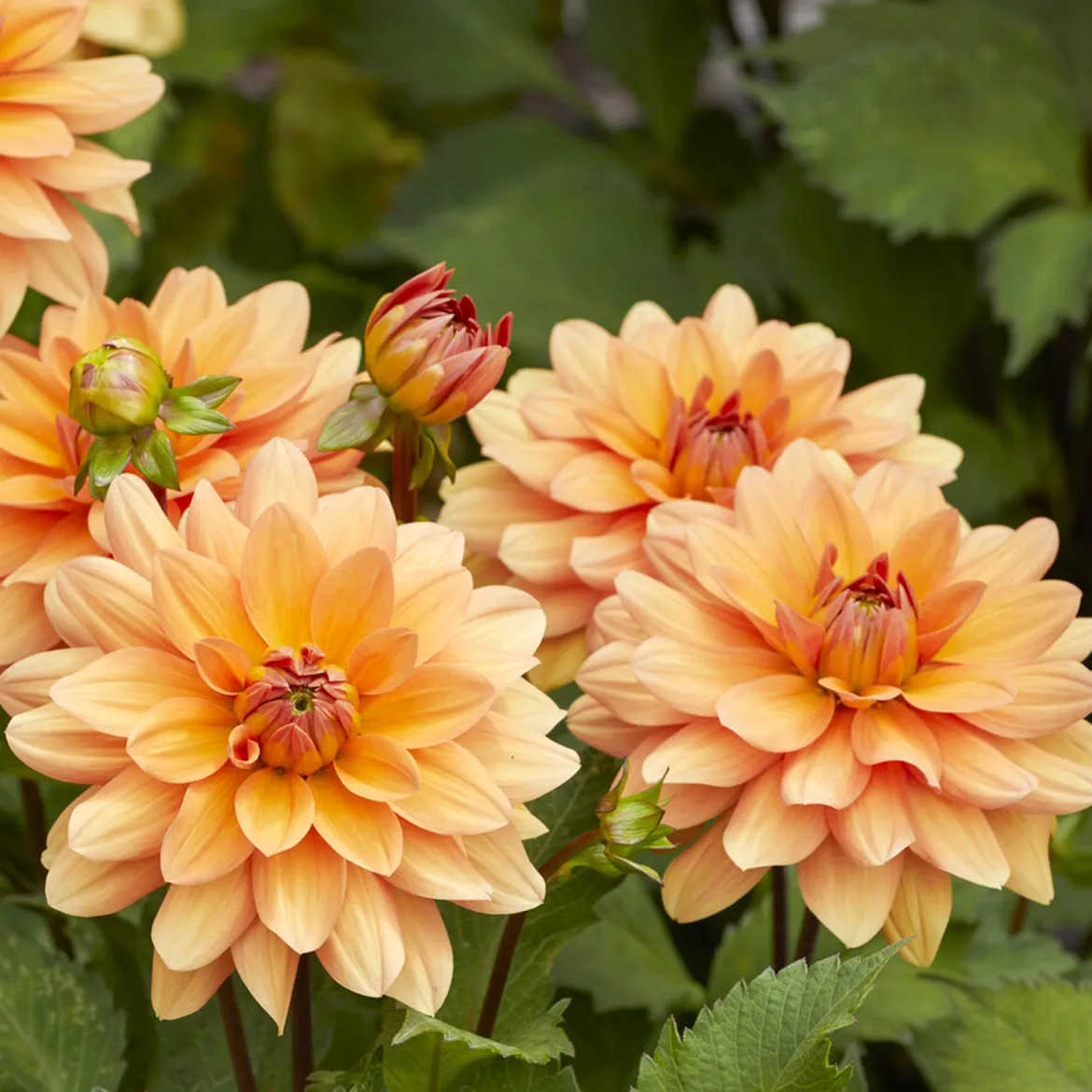 Dahlia décoratif Yelno Harmony - Des bouquets tout l'été