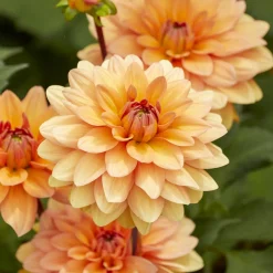 Dahlia décoratif Yelno Harmony - Des bouquets tout l'été