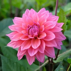 Dahlia Feline Yvonne - Des bouquets tout l'été