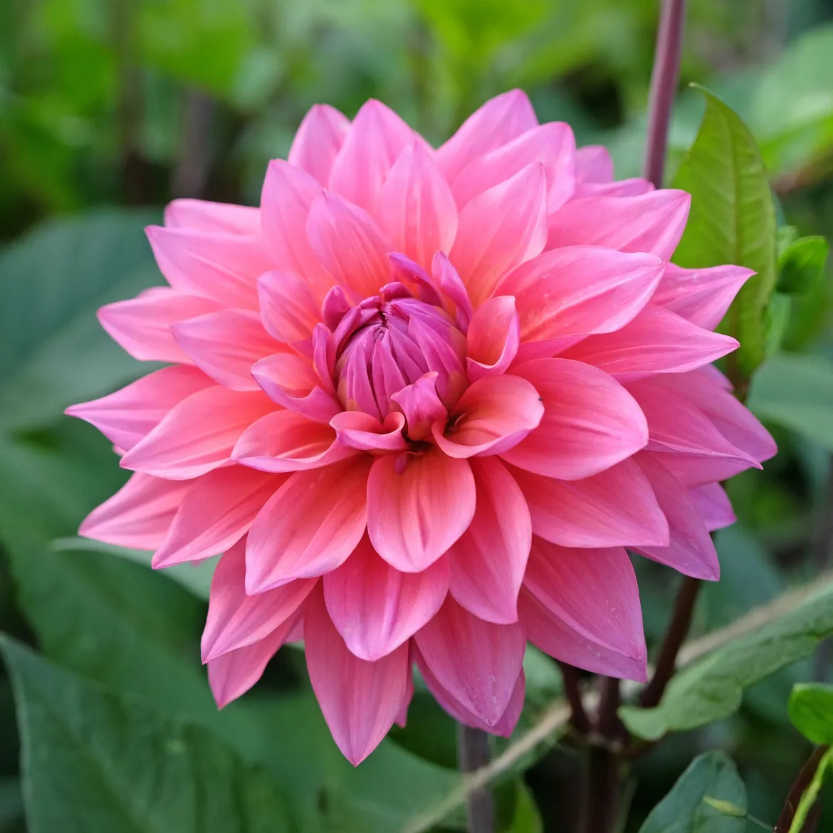 Dahlia Feline Yvonne - Des bouquets tout l'été