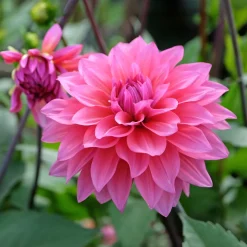 Dahlia Feline Yvonne - Des bouquets tout l'été