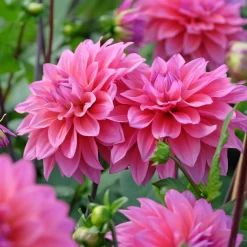 Dahlia Feline Yvonne - Des bouquets tout l'été