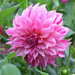 Dahlia géant Café au lait Rose - Des fleurs XXL tout l'été