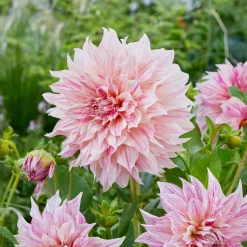 Dahlia géant Café au Lait Twist - Des fleurs XXL au jardin