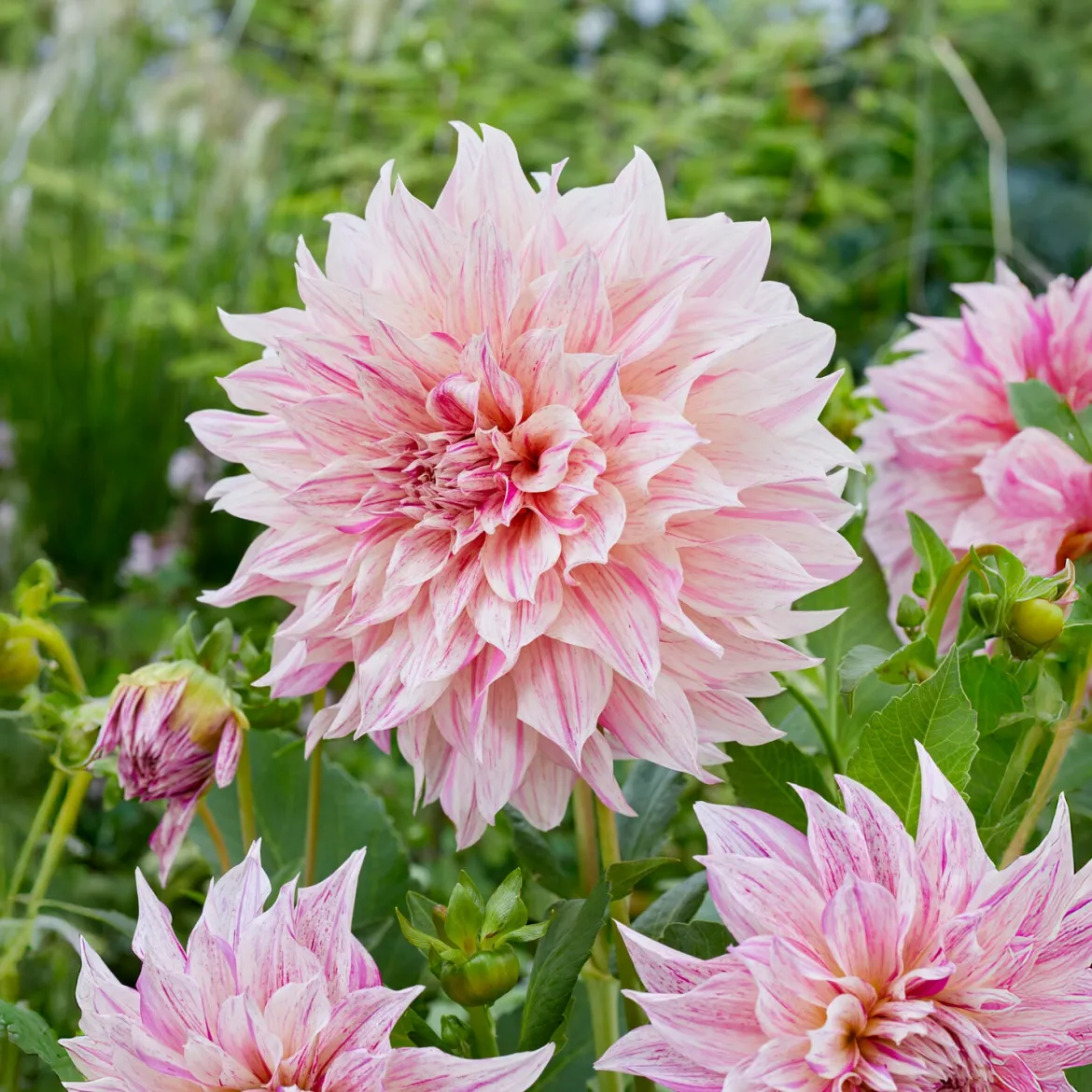 Dahlia géant Café au Lait Twist - Des fleurs XXL au jardin