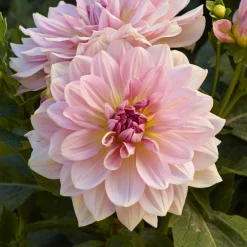 Dahlia géant Fairway Pilot - Des fleurs XXL tout l'été