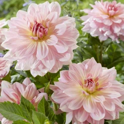 Dahlia géant Fairway Pilot - Des fleurs XXL tout l'été