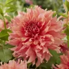 Dahlia géant Fairway Spur - Fleurs XXL tout l'été