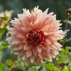 Dahlia géant Fairway Spur - Fleurs XXL tout l'été
