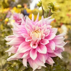 Dahlia à grandes fleurs Break Out - Des fleurs XXL tout l'été