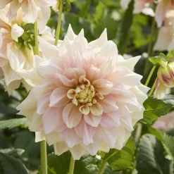 Dahlia à grandes fleurs Break Out - Des fleurs XXL tout l'été