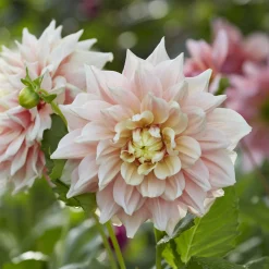 Dahlia à grandes fleurs Break Out - Des fleurs XXL tout l'été
