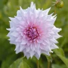 Dahlia à grandes fleurs Shiloh Noelle - Des fleurs XXL tout l'été