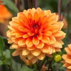 Dahlia Japlou - Rouge feu tout l'été